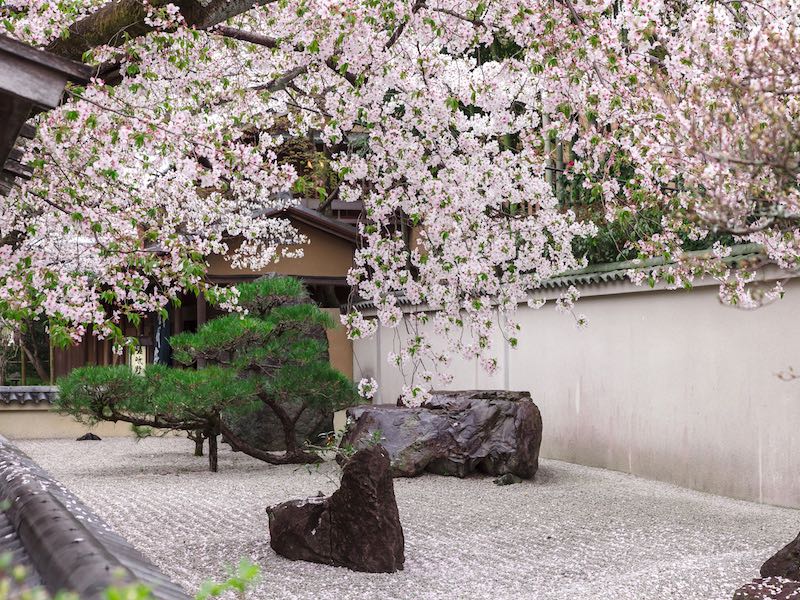 Corsi Di Niwaki